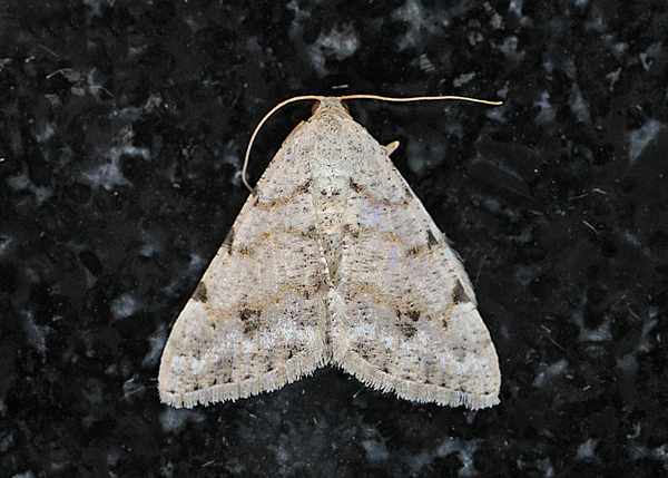 Digrammia delectata 3, Arizona
