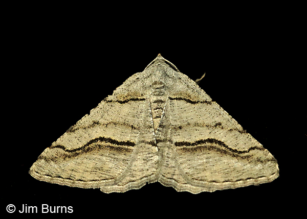 Digrammia excurvata, Arizona
