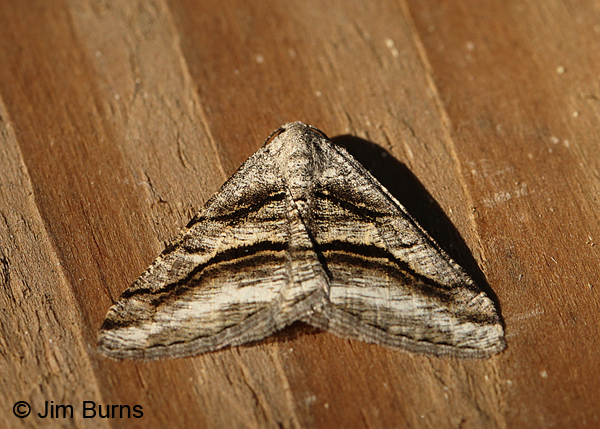 Digrammia excurvata, Mt Ord, Arizona