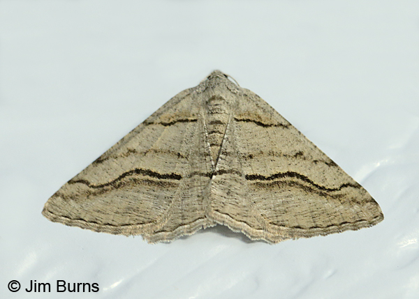 Digrammia excurvata on wall, Arizona