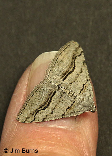 Digrammia excurvata thumbnail, Arizona