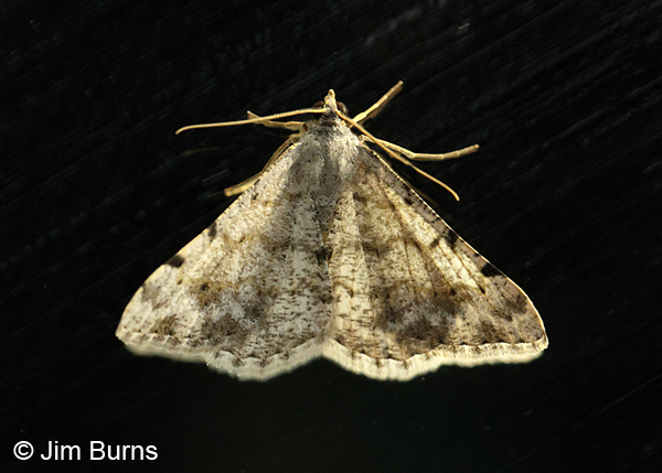 Digrammia pallidata, Arizona