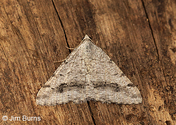 Digrammia pictipennata, Arizona.