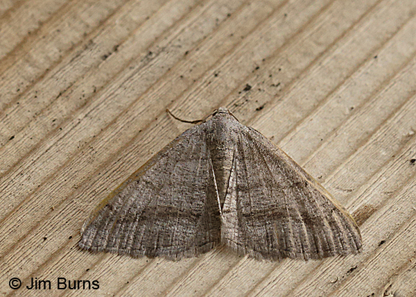 Digrammia setonana, Oregon