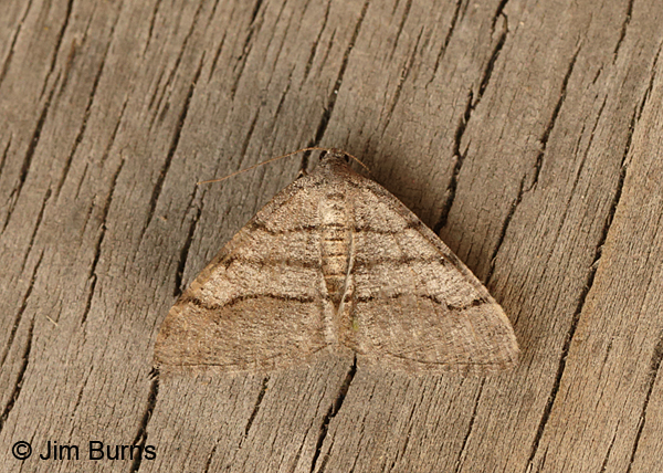Digrammia setonana #2, Oregon