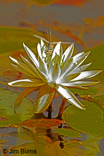 Diminutive Clubtail male on Water Lily, Chesterfield Co., SC, May 2014
