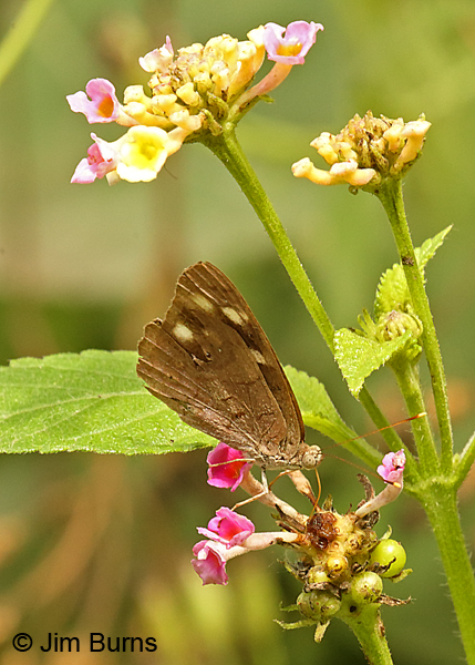 Dingy Purplewing on Lantana, Texas