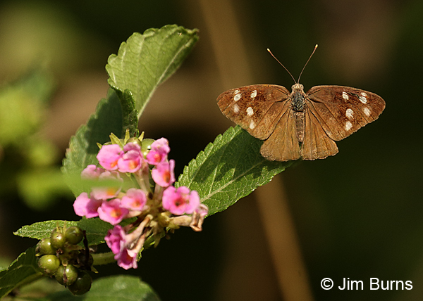 Dingy Purplewing upperwings, Texas