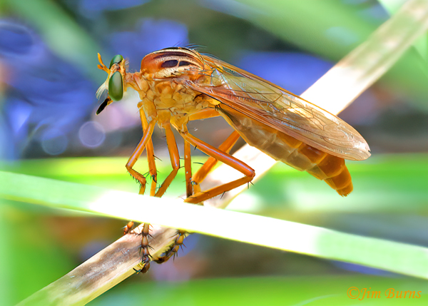 Diogmites neoternatus (Arizona)--2333