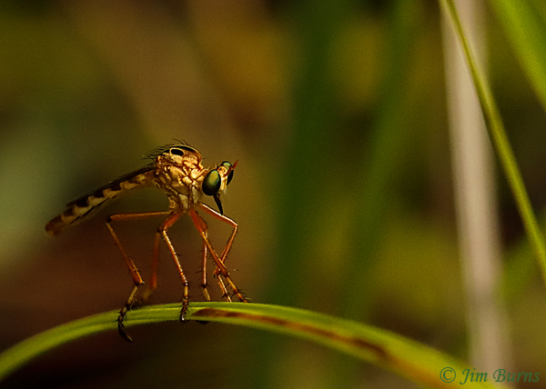 Diogmites angustipennis (Hanging Thief), Florida--9453