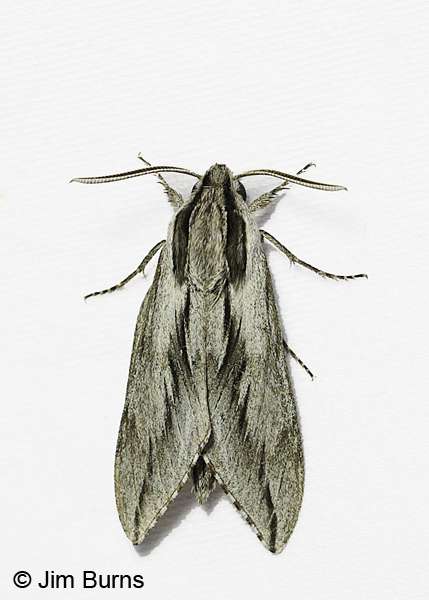 Doll's Sphinx Moth, Arizona