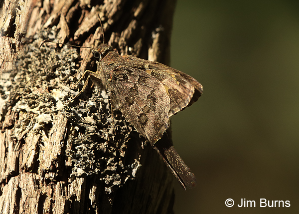 Dorantes Longtail, Florida