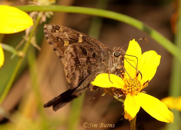 Dorantes Longtail, Arizona--4501