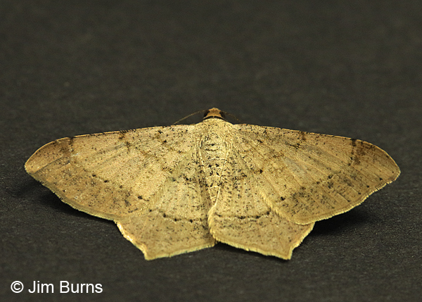 Dot-lined Angle Moth, Arizona