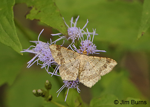 Dot-lined Angle Moth on Crucita, Texas