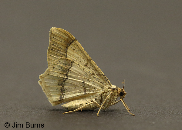 Dot-lined Angle Moth underwing, Arizona
