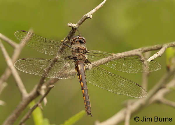 Dot-winged Baskettail male (dotless),Travis Co., TX, May 2013
