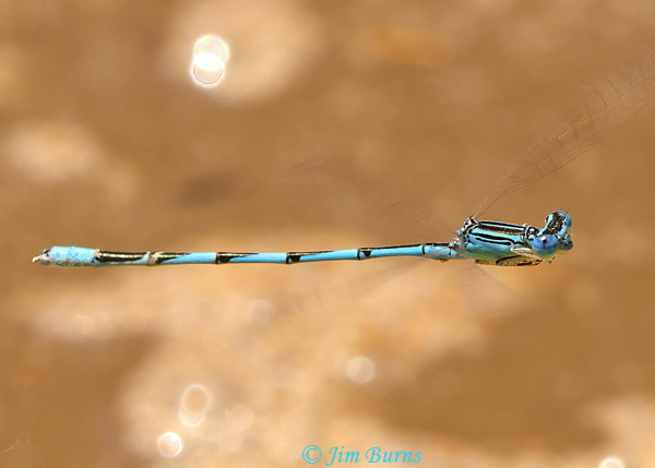 Double-striped Bluet male in flight, Maricopa Co., AZ, July 2021--0826