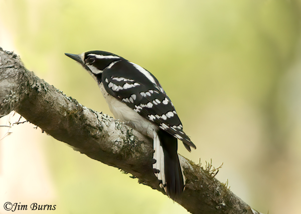 Downy Woodpecker female on alert showing diagnostic tail spots--6635