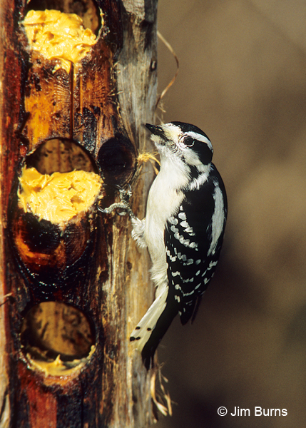 Downy Woodpecker female on peanut butter feeder