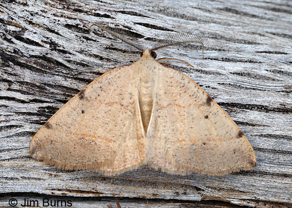 Drepanulatrix bifilata on wood, Arizona