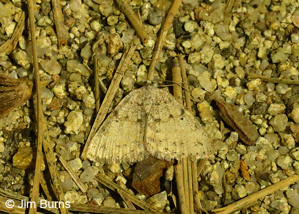 Drepanulatrix hulstii, Pinal Peak, Arizona