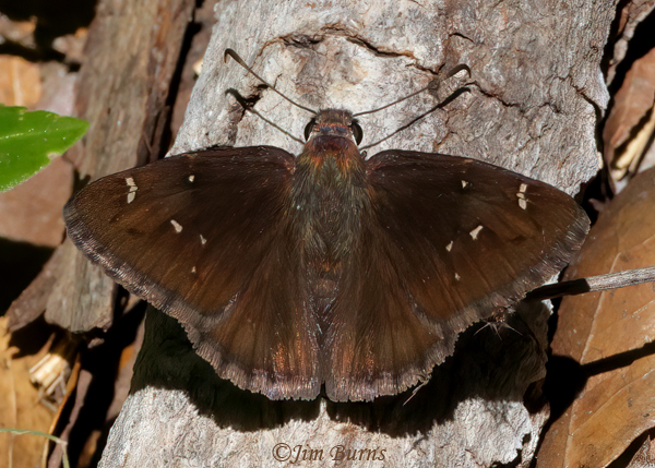 Drusius Cloudywing, Arizona--9687