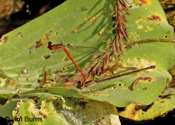 Duckweed Firetail pair in tandem, Collier Co., FL, December 2016
