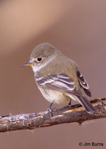 Dusky Flycatcher short primary extension
