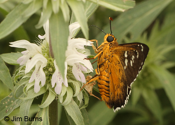 Dull Firetip underwing, Arizona