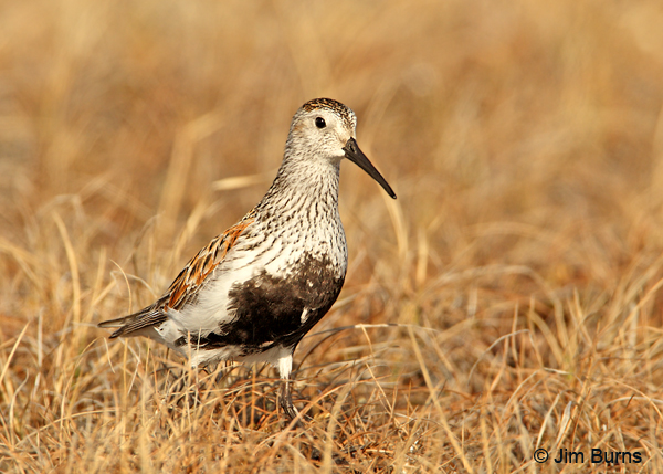 Dunlin alternate plumage on tundra