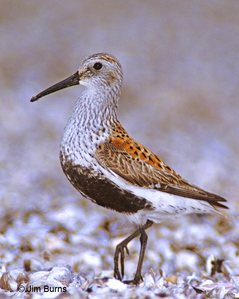 Dunlin on shell beach