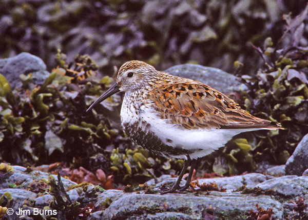 Dunlin on seaweed