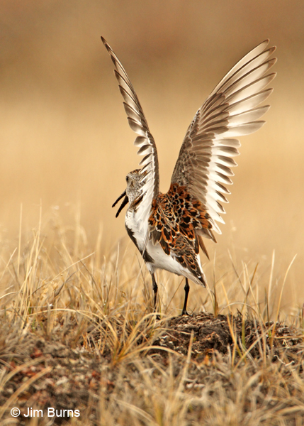 Dunlin wingstretch