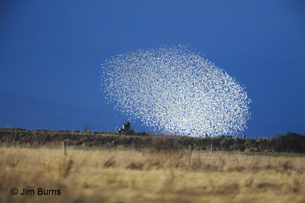 Dunlin winter flight ball