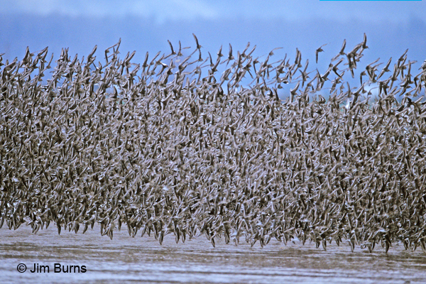 Dunlin winter flight blizzard