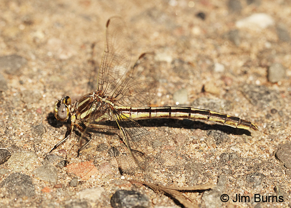 Dusky Clubtail female, Burnett Co., WI, June 2014