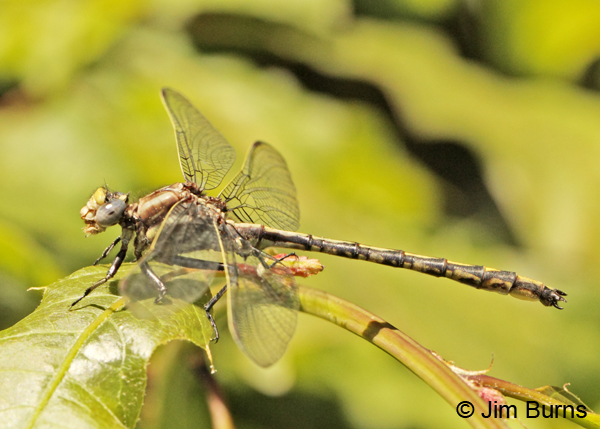 Dusky Clubtail male, Pine Co., MN, June 2014