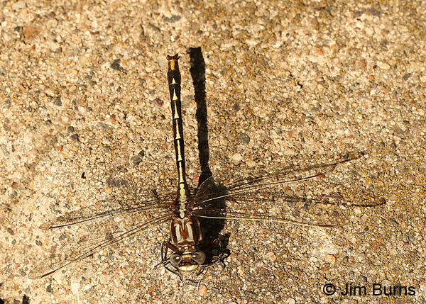 Dusky Clubtail male dorsal view, Washington Co., MN, June 2014