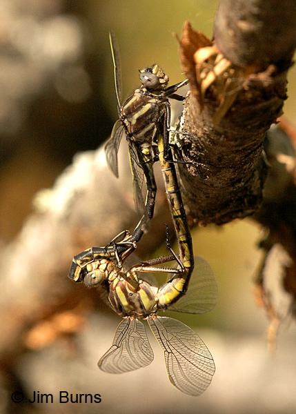 Dusky Clubtail pair in wheel, Vilas Co., WI, June 2014