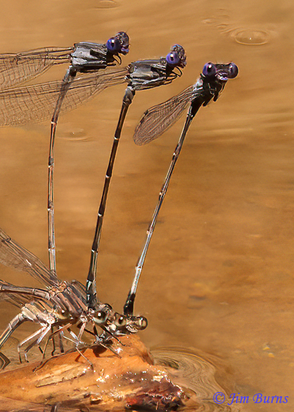Dusky Dancers in tandem, females ovipositing 1, Maricopa Co., AZ, August 2021--2300