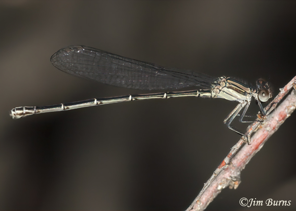 Dusky Dancer female, Maricopa Co., AZ, September 2023--4503