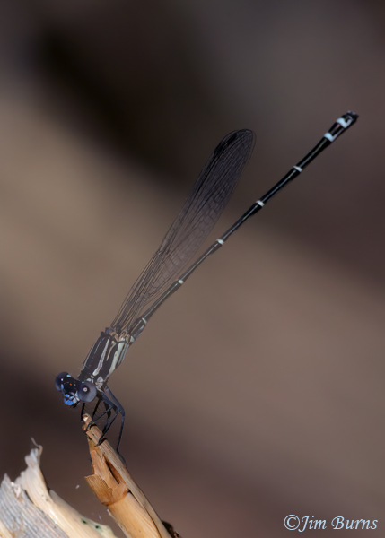Dusky Dancer male just coming into color, Maricopa Co., AZ, September 2023--4582