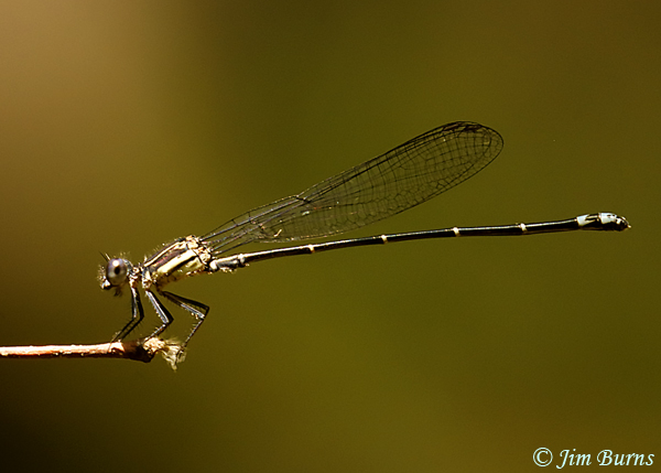 Dusky Dancer brown female, McCurtain Co., OK, August 2019--5285