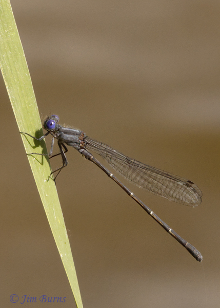 Dusky Dancer male, Maricopa Co., AZ, May 2021--5383