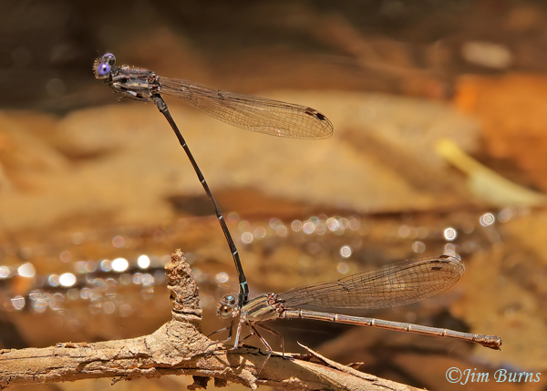 Dusky Dancer pair in tandem, Maricopa Co., AZ, July 2022--9231--2