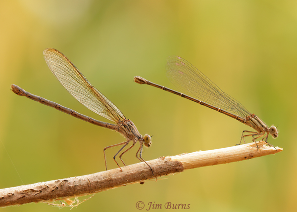 Dusky Dancer immature female (right) with immature female American Rubyspot, Maricopa Co., AZ, July 2021--9335