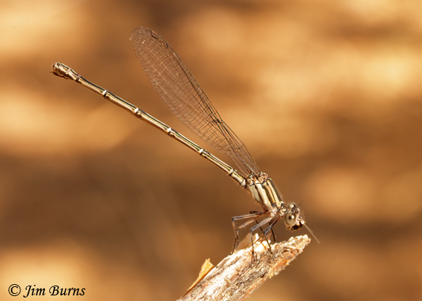 Dusky Dancer female eating small gnat, Maricopa Co., AZ, July 2021--9348