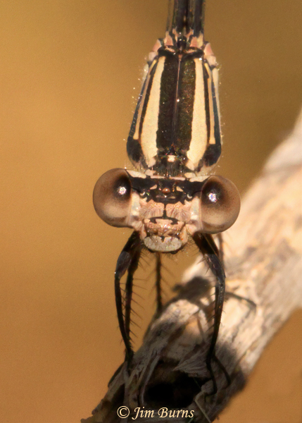 Dusky Dancer brown female face shot, Maricopa Co., AZ, June 2021--9357