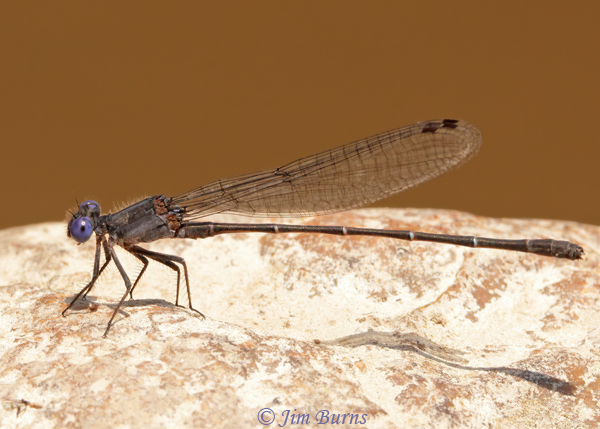 Dusky Dancer male, Maricopa Co., AZ, July 2021--9521